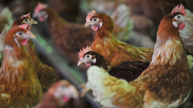  Tiergesundheit: Newcastle-Krankheit breitet sich auf Geflügelhöfen aus