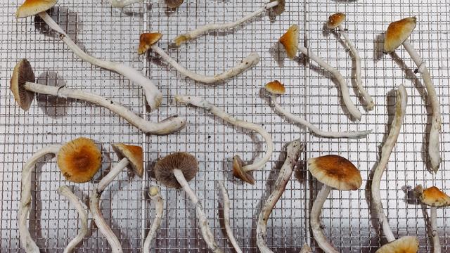 (+) Psilocybin gegen Depressionen: Aus der Rausch