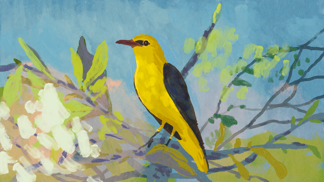 Wirkung von Vogelgesang: Tschilp mich glücklich