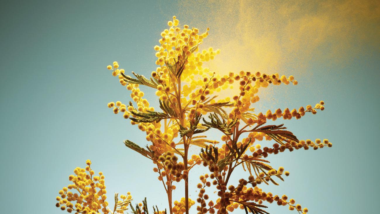 Allergie oder Erkältung?: Und plötzlich waren die Beschwerden weg