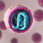 Orthohantavirus Hantavirus