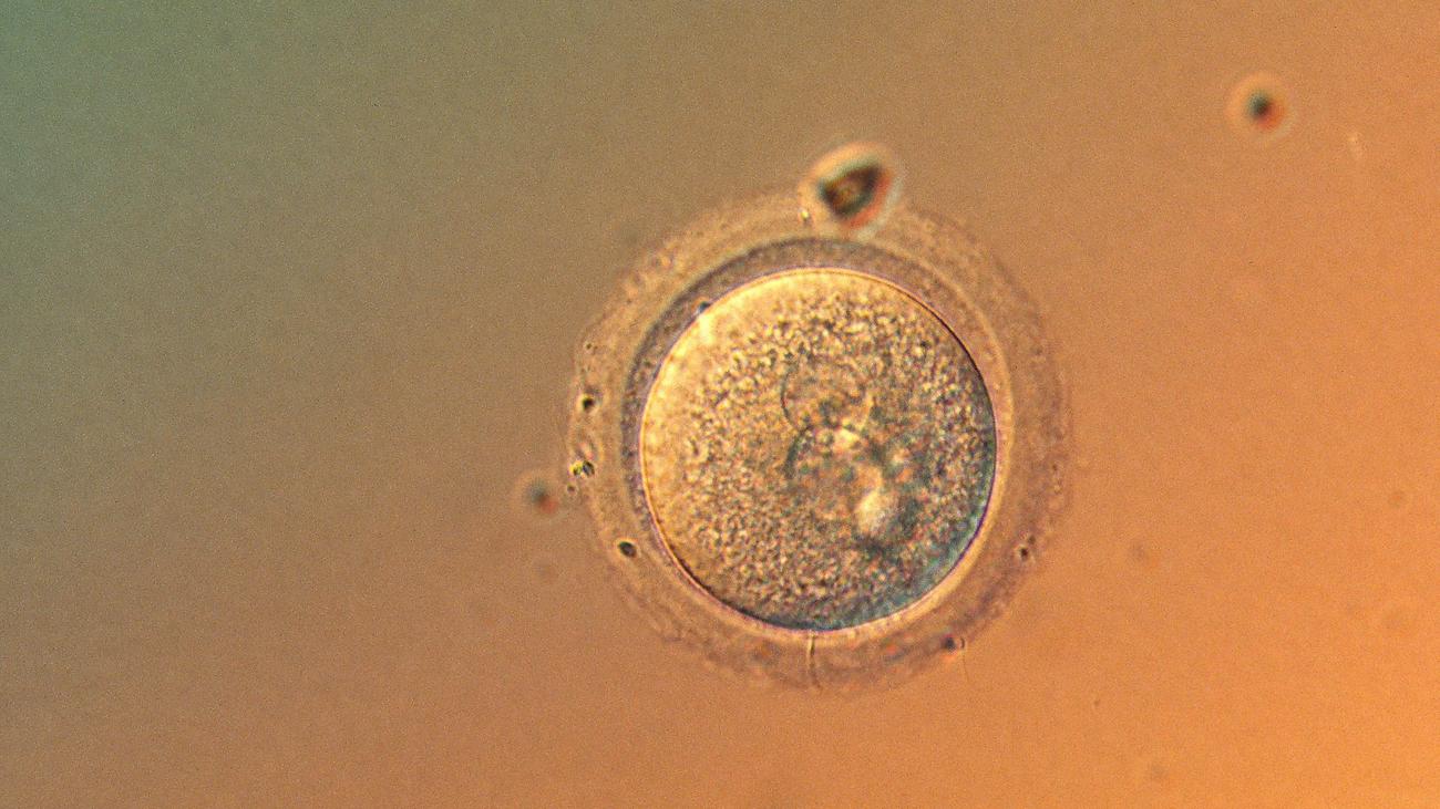 Genforschung: Ist diese Methode ein Meilenstein der Medizin oder eine Gefahr?