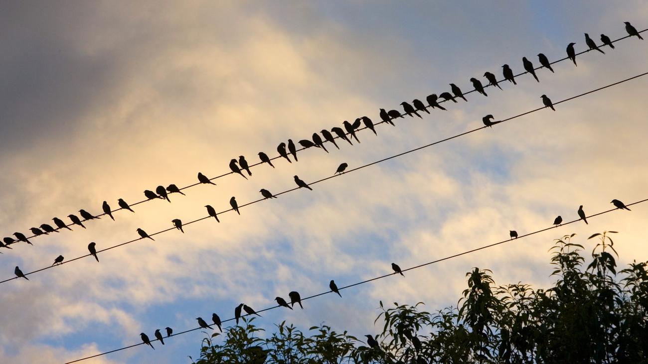 Vogelgrippe: H5N1-Virus erstmals auf Australiens Festland