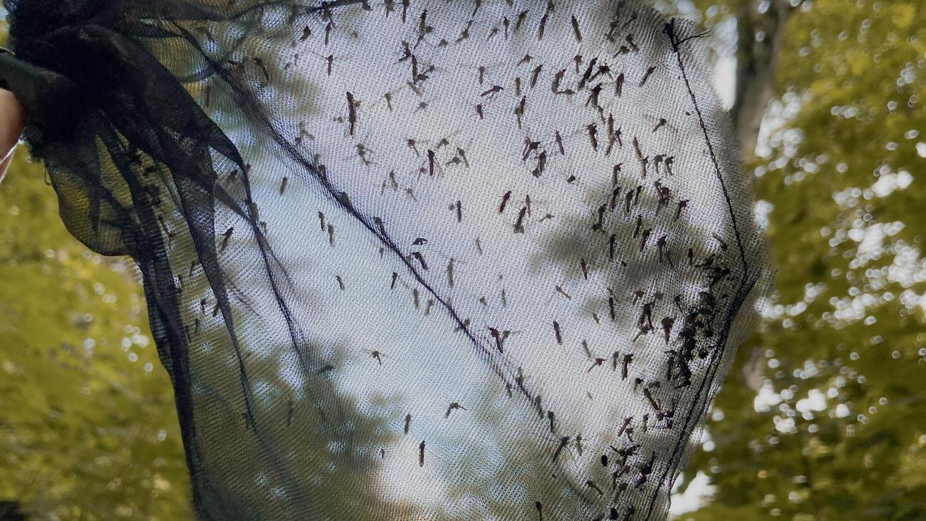 West-Nil-Virus: Die Hausmücke als Virenschleuder?