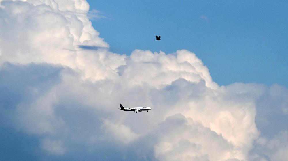 Malaria Flughafen Frankfurt Mitarbeiter Mücke Tropenkrankheit