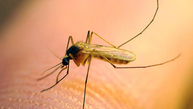 West-Nil-Virus: Anstieg der Fälle von West-Nil-Fieber in Italien