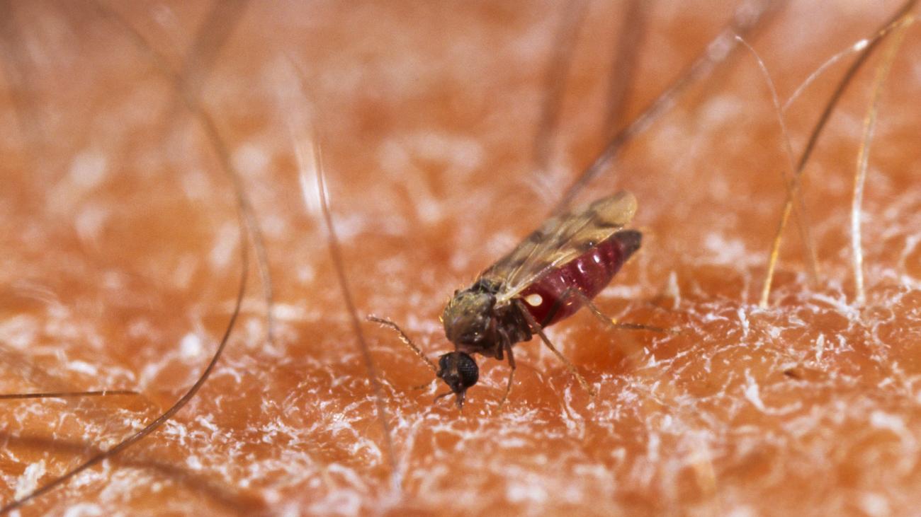 Shamonda virus: France reports first documented death from Shamonda virus