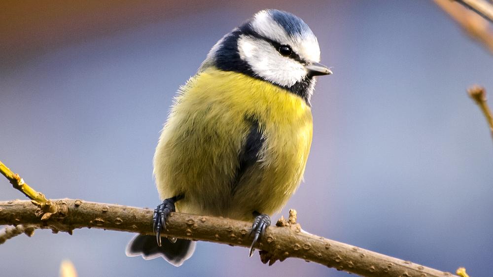 Stunde der Wintervögel: Ganz schön gelb so eine Blaumeise. Das Rückengefieder und die Färbung am Kopf erklären ihren Namen. Sie schafft es fast jedes Jahr unter die Top drei der häufigsten Wintervögel.