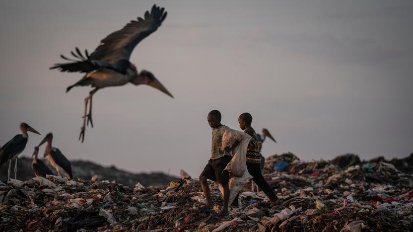 Greenwashing: Marabus ernähren sich unter anderem von Abfall und Aas, hier fliegen sie über den Textilmüll auf der Dandora-Mülldeponie in Nairobi. Textilmüll, der unter anderem als Secondhandware aus Europa kam. 