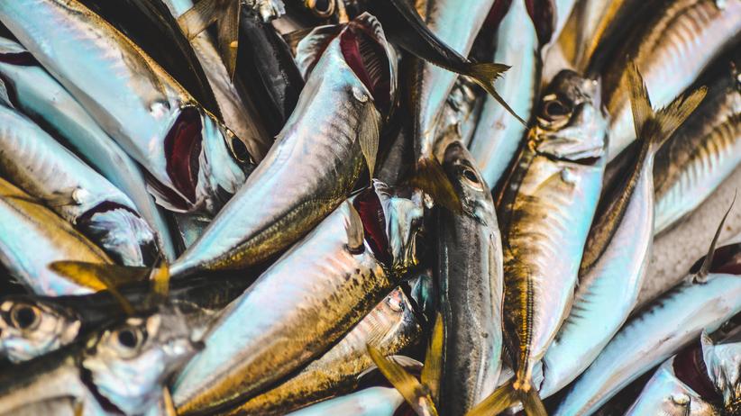 Meeresbiologe Rainer Froese: Welche Fische können wir noch essen?