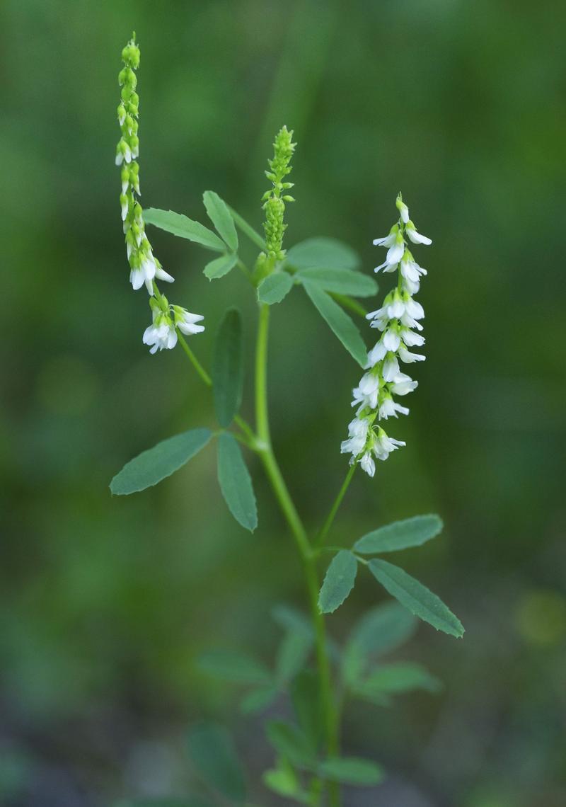 oregano zimmerpflanze Zwerg- Oregano