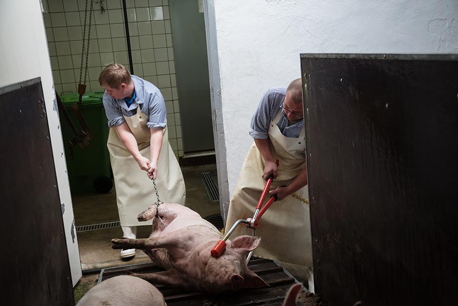 Schlachterei Das Letzte Schwein Zeit Online