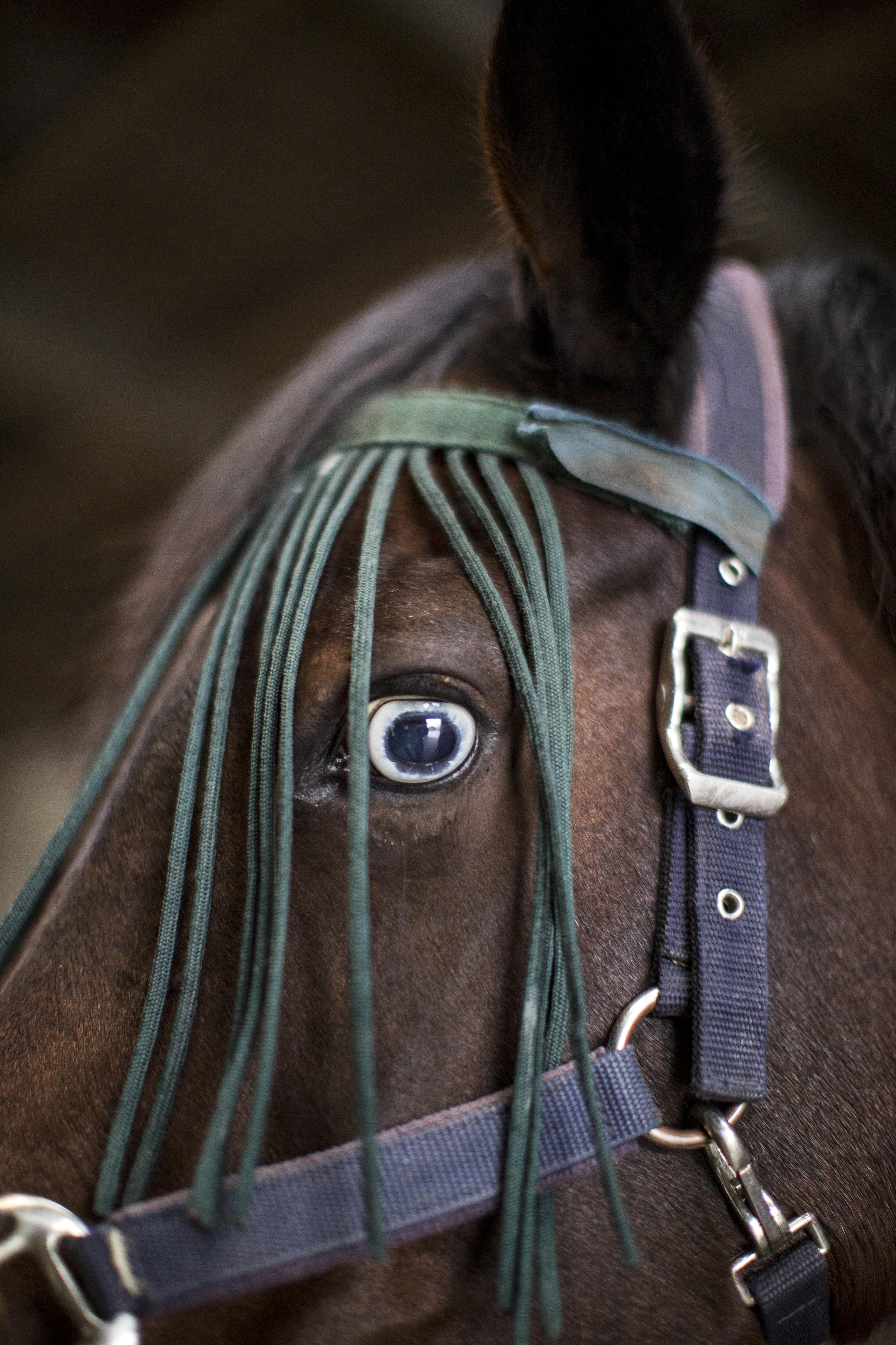 Amigo, 600 Kilo schwer