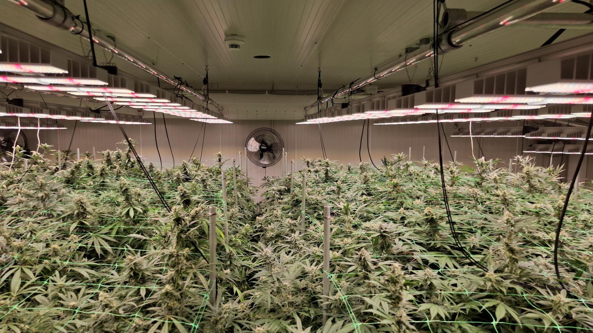 Cannabisclub in Hamburg: Gut Weed will Weile haben