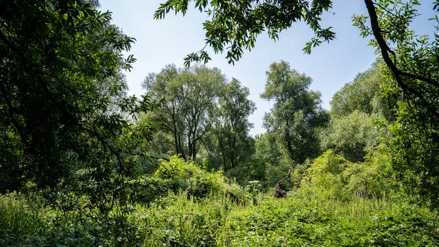 Bedrohter Wald in Hamburg: Die Baumschützer planen schon Sitzblockaden