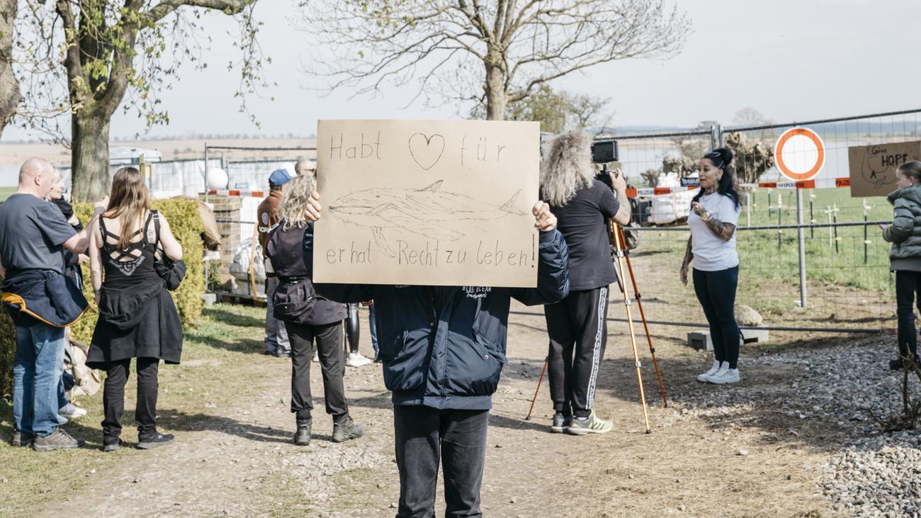Gestrandeter Buckelwal in der Ostsee: »Luftkissen!«