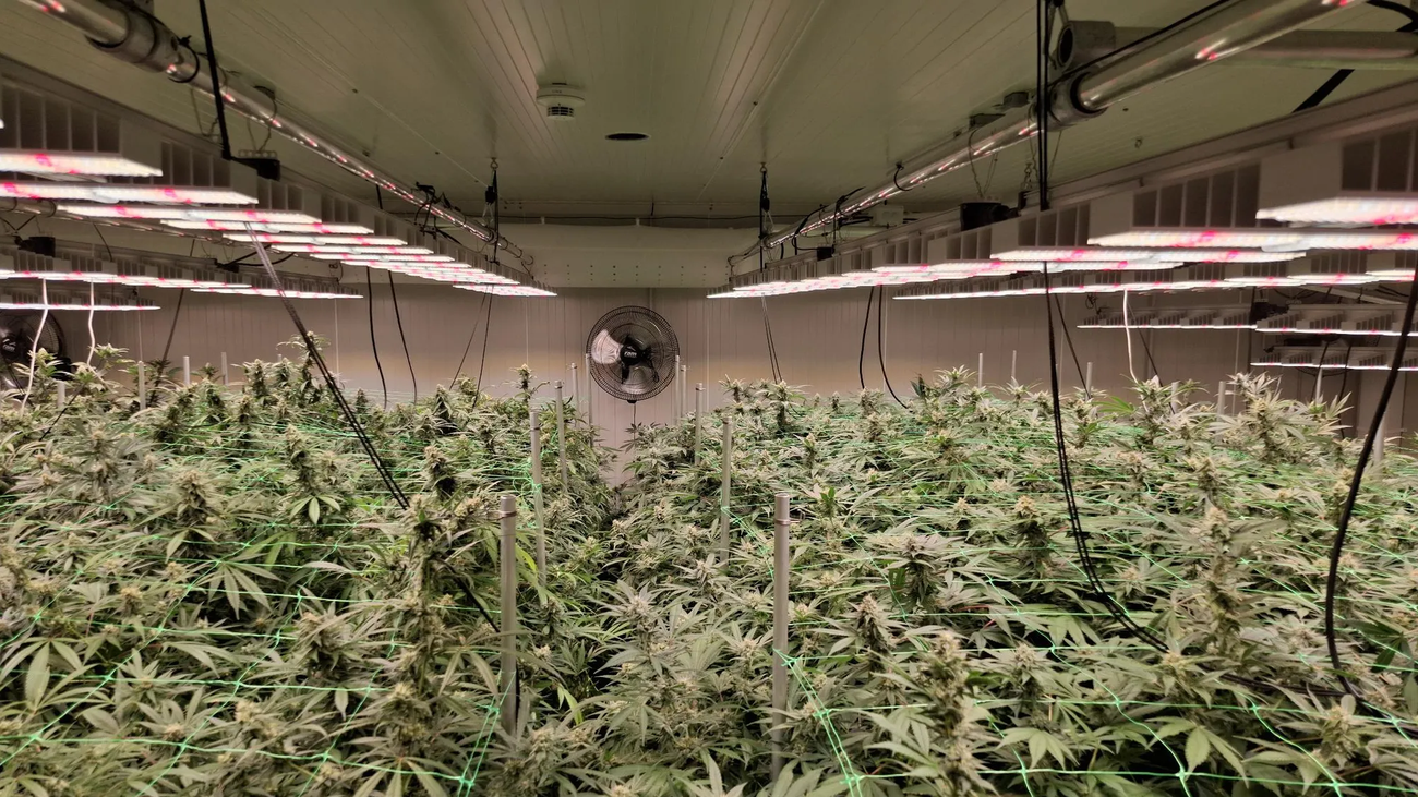 Elbvertiefung: Der tägliche Newsletter aus Hamburg: Good Weed will Weile haben