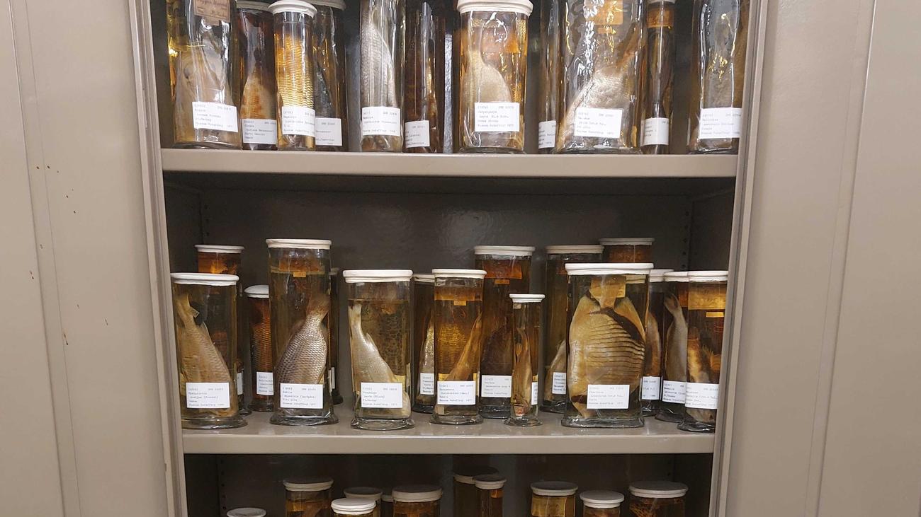 Elbvertiefung: Der tägliche Newsletter aus Hamburg: Herr Ober, da schwimmt ein Fisch in meinem Fusel!