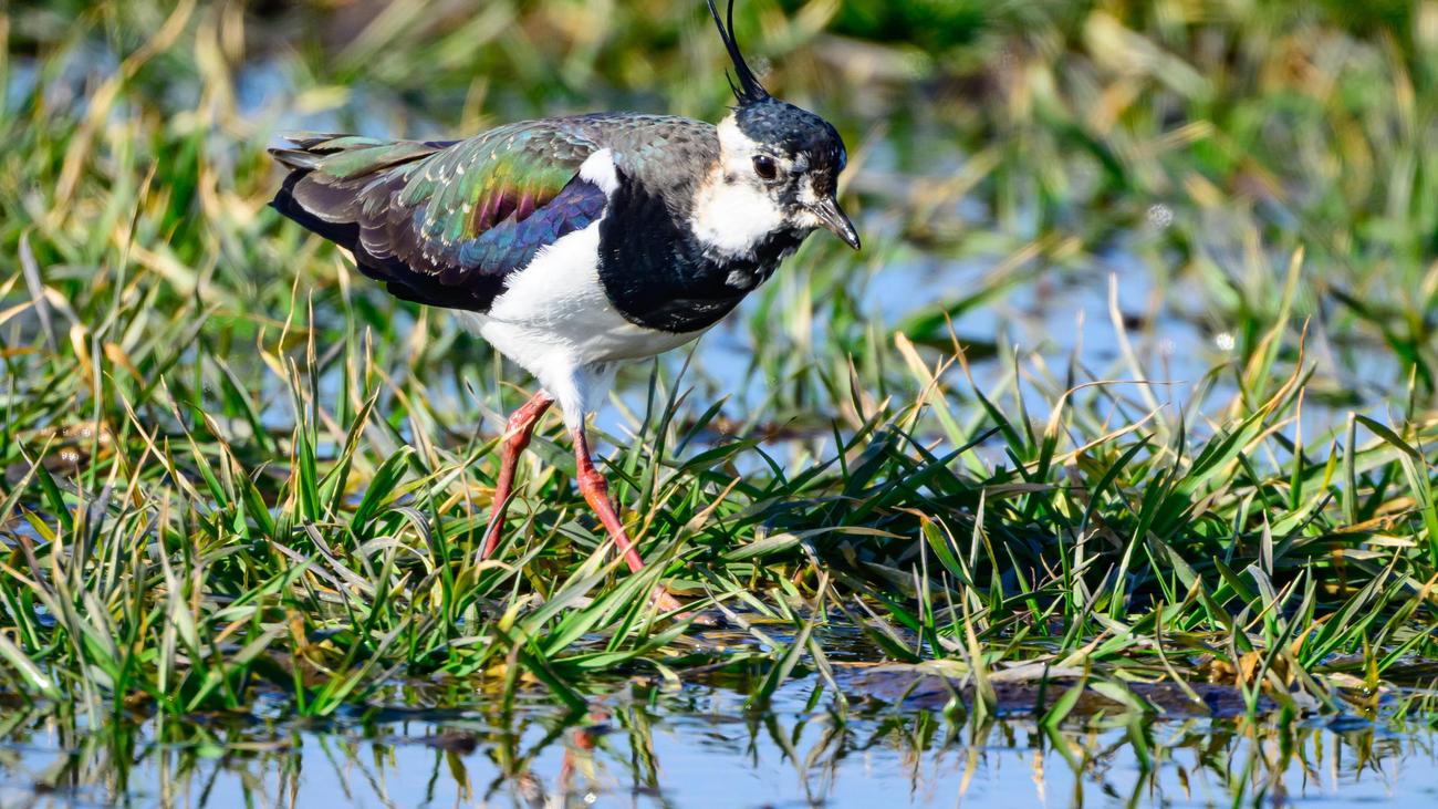 Elbvertiefung: Der tägliche Newsletter aus Hamburg: So lockt der Kiebitz die Würmer aus der Erde!