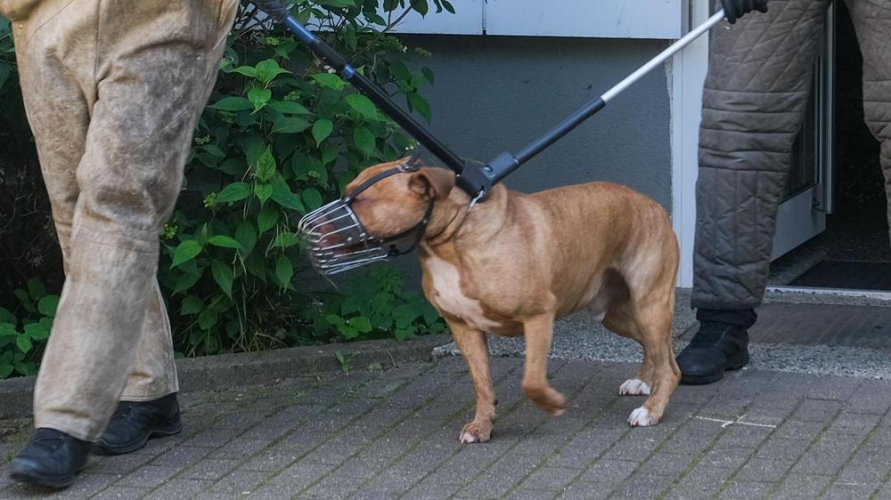 Prozess gegen Kampfhundbesitzer: Polizisten führen den Hund Rocky nach dem Vorfall am Pfingstmontag des Jahres 2022 ab – inzwischen wurde das Tier eingeschläfert.