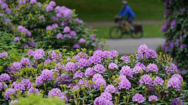Elbvertiefung: Der tägliche Newsletter aus Hamburg: Sie radeln gern und mögen die Natur? Wir haben da was für Sie.