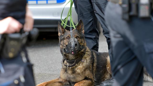 Polizeihund in Hamburg: Dann biss Haix zu