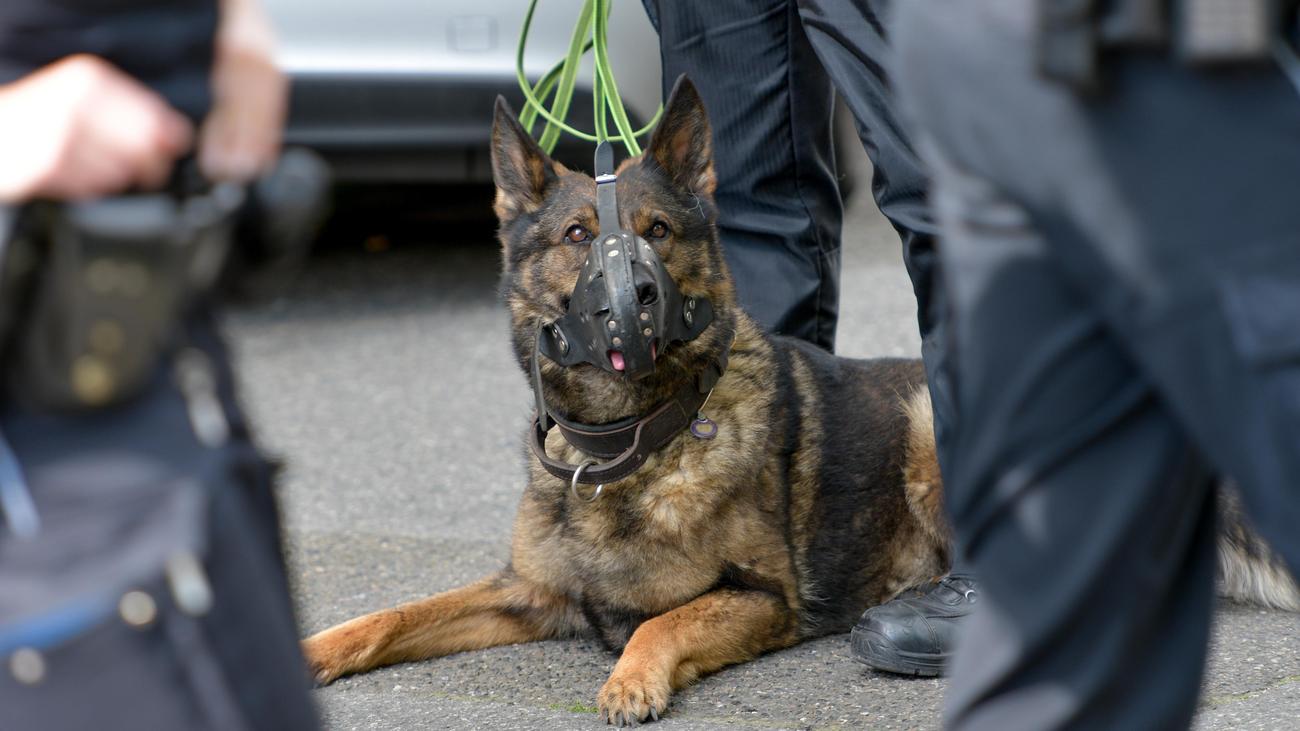 Polizeihund in Hamburg: Dann biss Haix zu