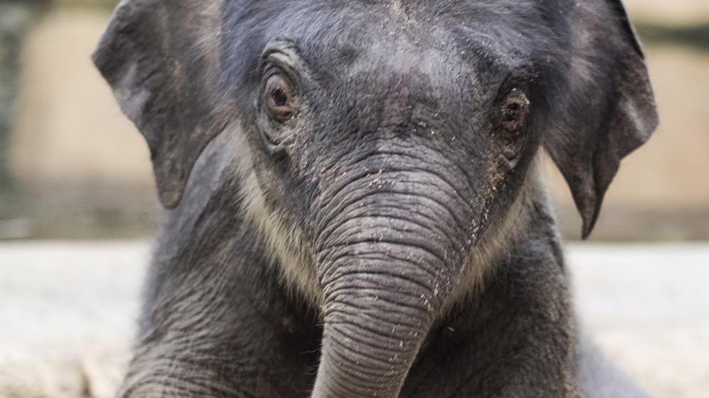 tiere befriedigen menschen Wenn Tiere Menschen helfen