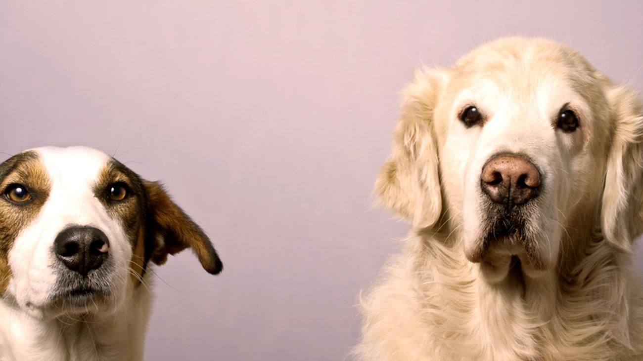 Tiere am Arbeitsplatz &quot;Hunde im Büro senken den Stresslevel&quot; ZEIT ONLINE