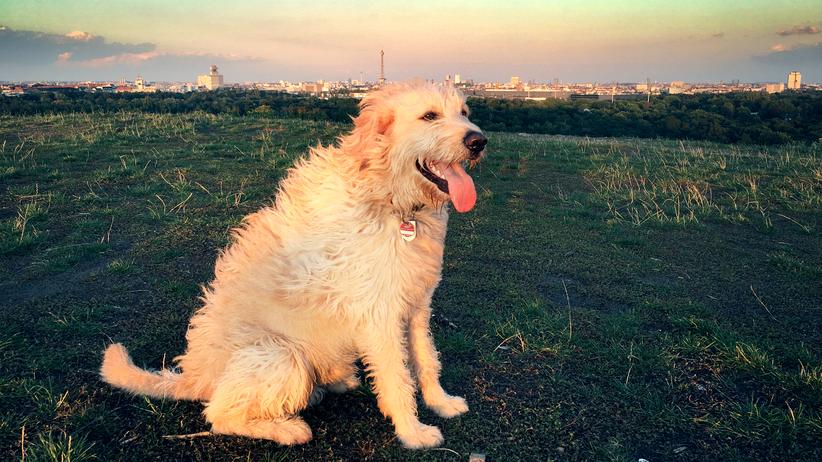 Integration Das große, haarige, blonde Wesen ZEIT ONLINE