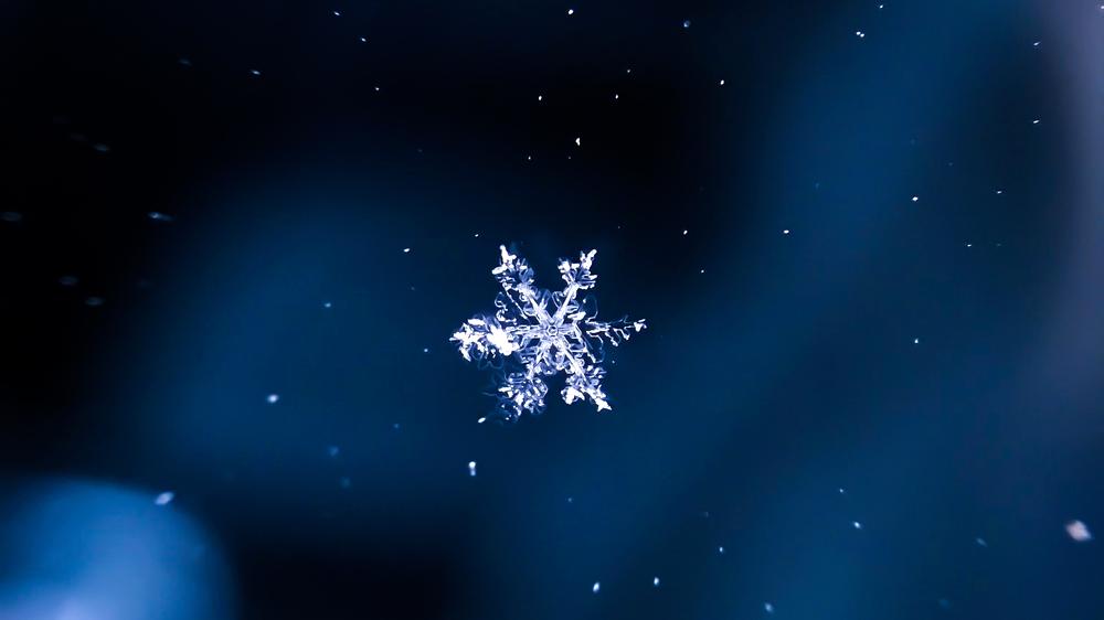 Pressefreiheit: Die Snowflakes und ihre Verbündeten | DIE ZEIT