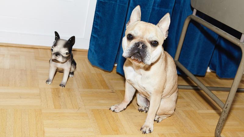 Französische Bulldogge: Ein Modehund für ganz oben und ganz unten