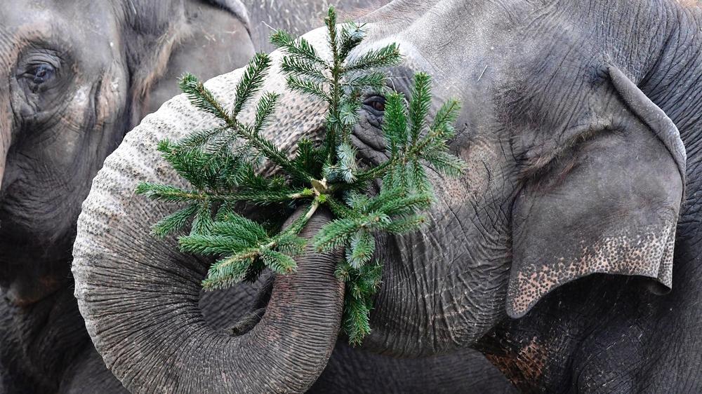 Botswana: Sie sehen hier: einen gut integrierten Elefanten mit deutschem Nadelbaum