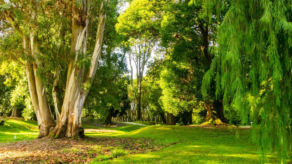 Dendrologischer Park Shekvetii Georgia