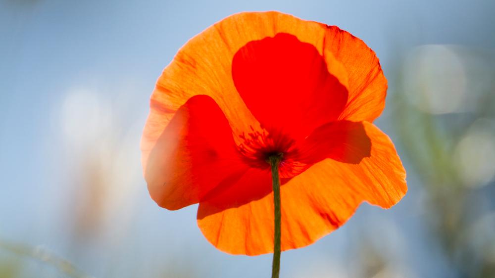 Opium, versucht Ghosh zu erklären, das ist der Kapitalismus.