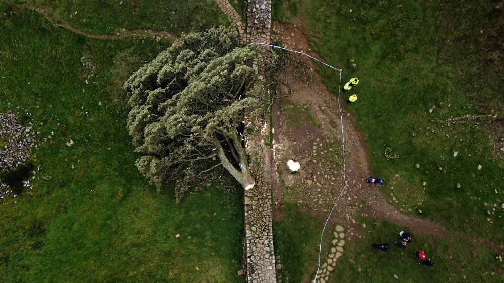 Sycamore Gap Tree