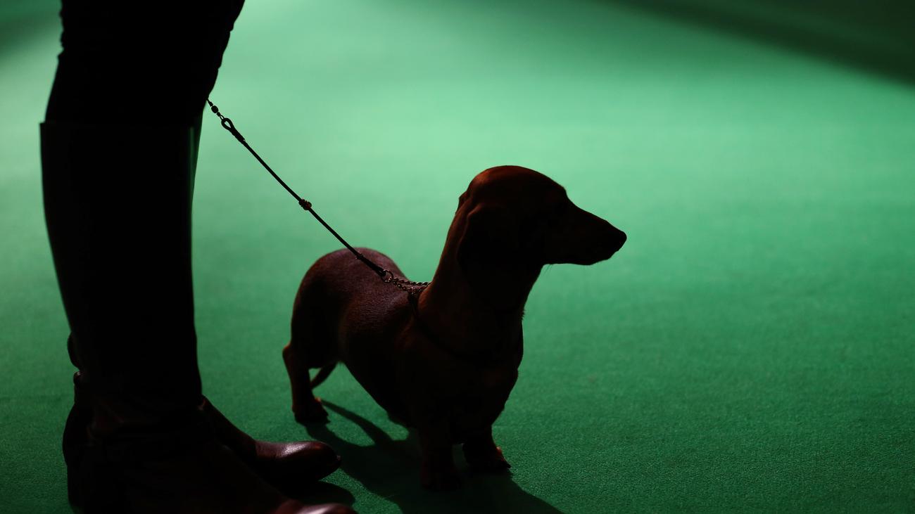 Wiener Dog Alles Sein Verganglich Wie Ein Dackelfurz Zeit Online