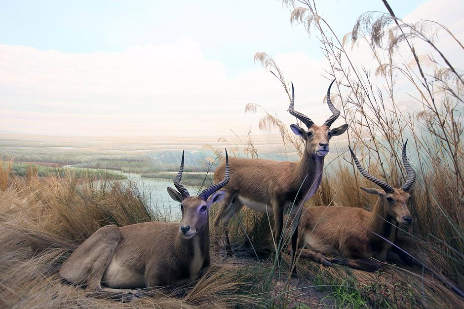 Fotograf Julian Salinas Du sollst Vater, Mutter und Dein FastFood