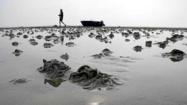 "Das Watt" von Hansjörg Küster: Die ganze Welt im Kleinen