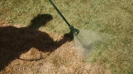 Umweltfreundlicher rasen