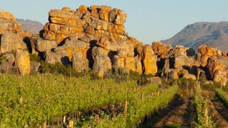 Landwirtschaft Weinland Sudafrika Zeit Online