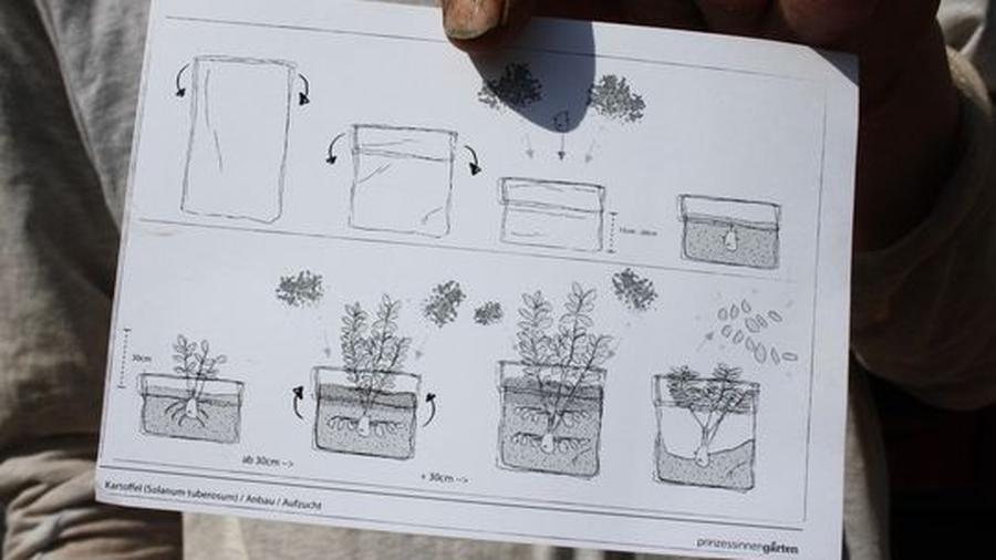 Urban Gardening: Ein Kartoffelacker auf dem Balkon | DIE ZEIT