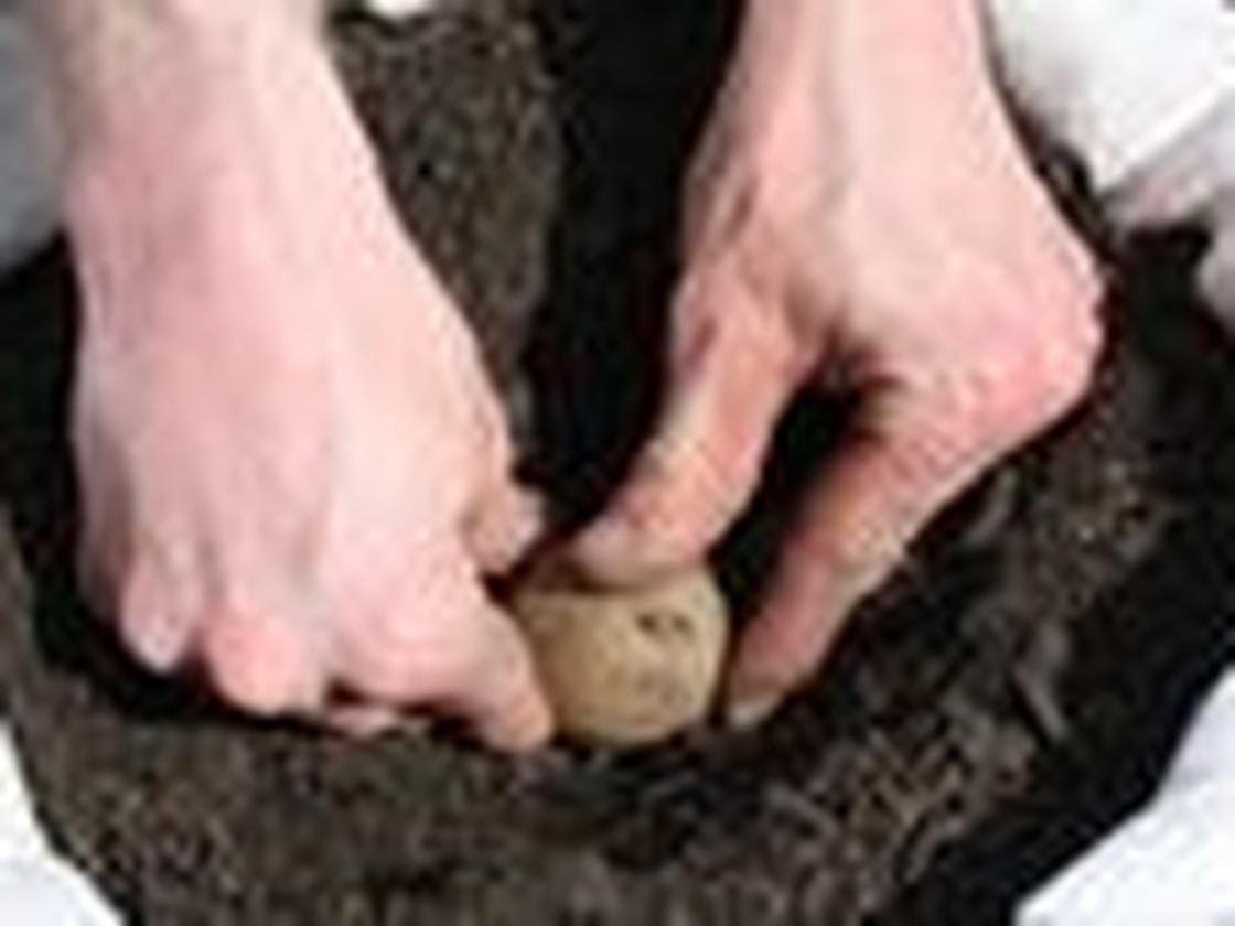 welcher dnger fr sommerflieder Purgrn Sommerflieder-Dnger 1 kg
