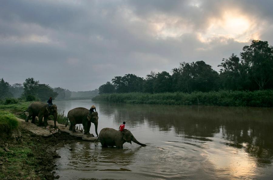 Bilder Aus Thailand Edel Kaffee Aus Dem Elefantenmagen Zeit Online