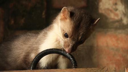 Steinmarder Kleine Tiere Grosser Schaden Zeit Online