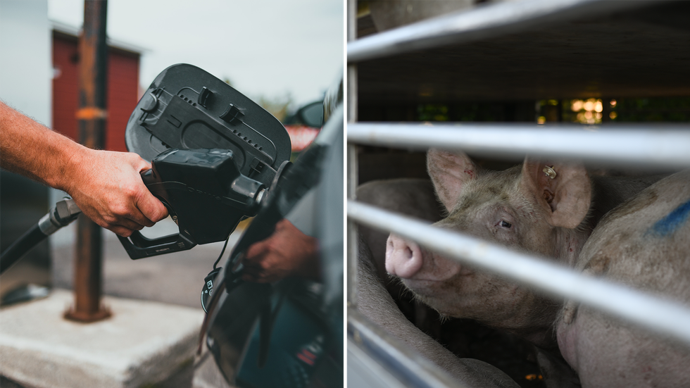 Biokraftstoffe aus tierischen Fetten: Schweine im Tank | ZEIT ONLINE