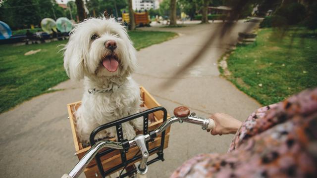 Radfahren mit Hund: Wie nimmt man beim Radfahren am besten den Hund mit?