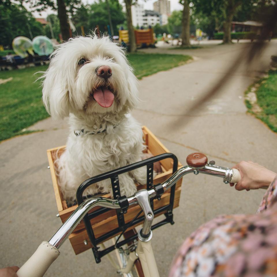 Radfahren mit Hund: Wie nimmt man beim Radfahren am besten den Hund mit? |  DIE ZEIT