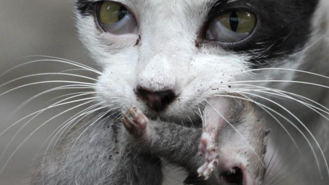 Lieber kleinere Beutetiere: Studie: Katzen helfen nur bedingt gegen Ratten  | DIE ZEIT