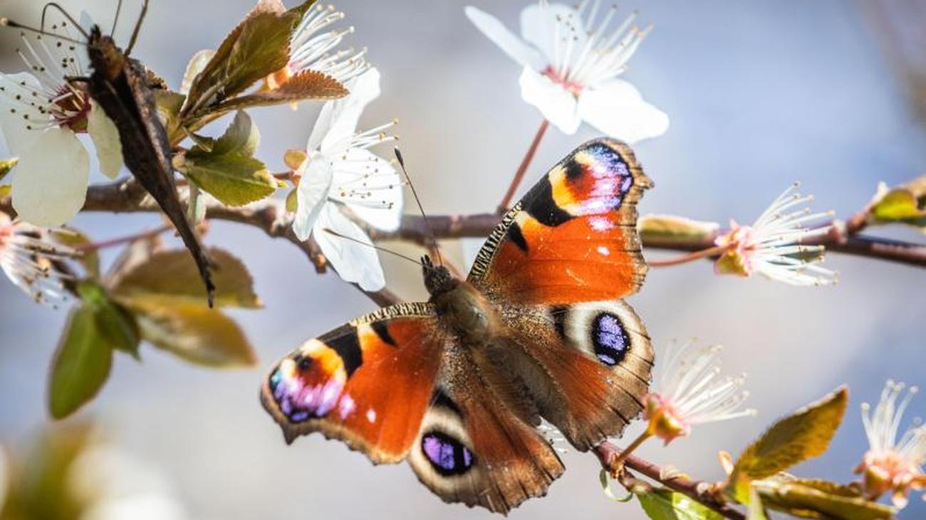 Partnersuche bei insekten